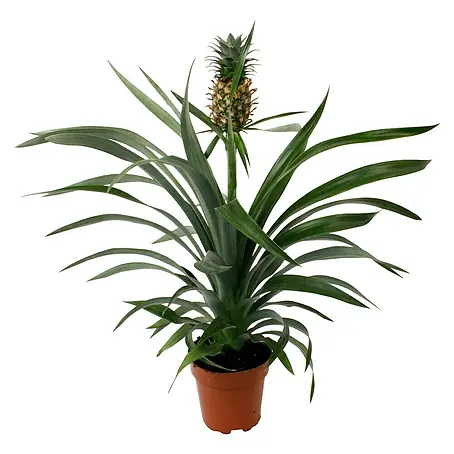 Piardino  Ananas