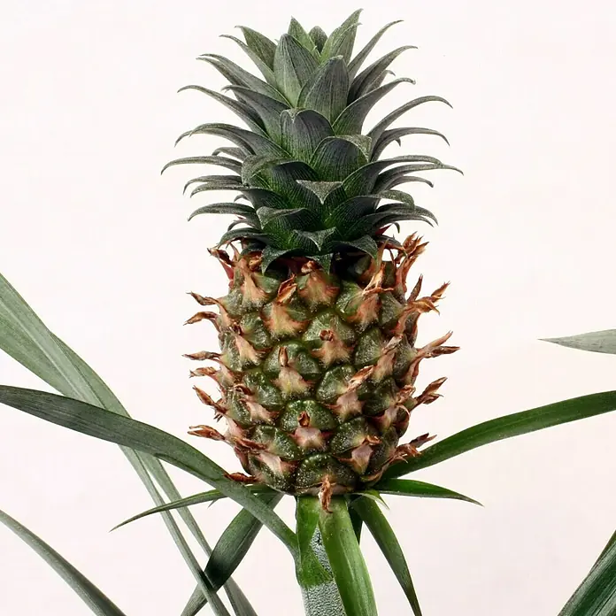 Piardino Ananas - Ananas comosus Compacta, Topfgröße: 12 cm - Detailaufnahme