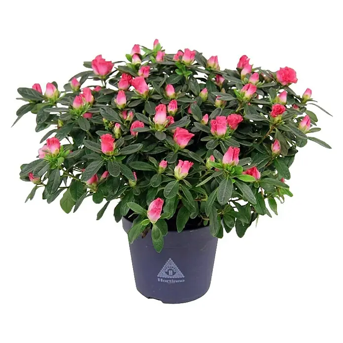 Piardino Zimmerazalee - Rhododendron simsii Long Life, Topfgröße: 12 cm, Zweifarbig - Detailaufnahme