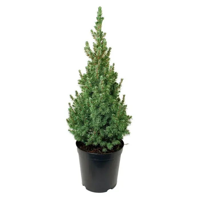 Piardino Picea blanca - Picea glauca 'Sander's Blue' - Vista frontal