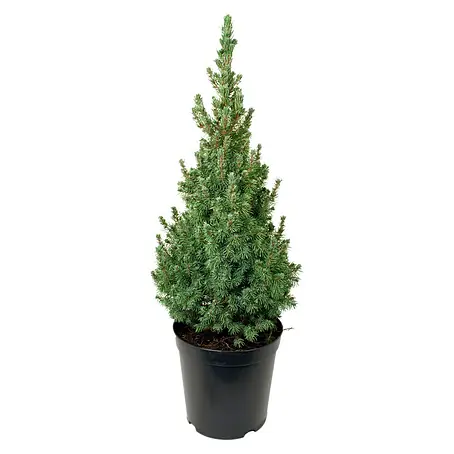 Piardino  Picea blanca