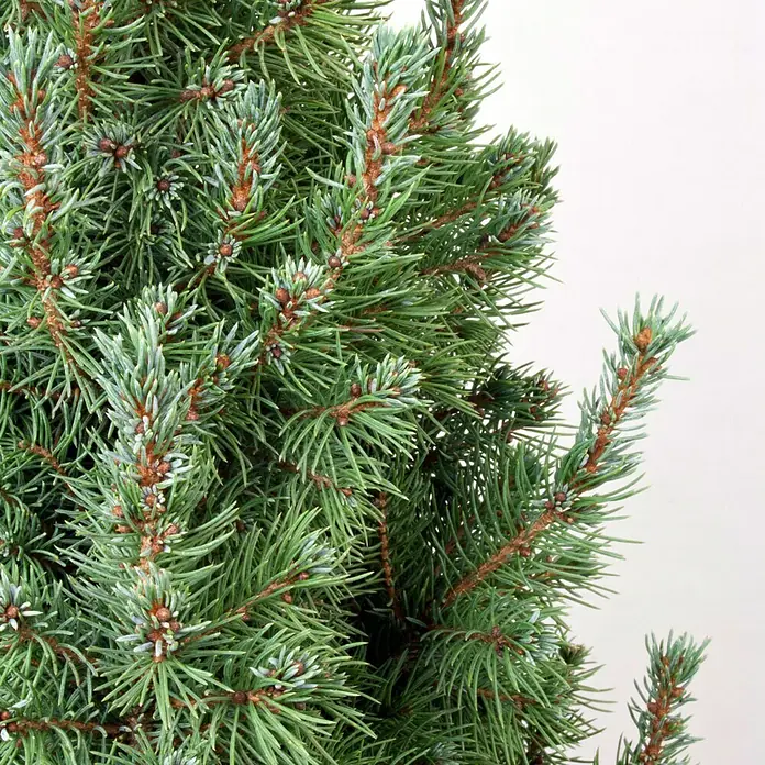 Piardino Picea blanca - Picea glauca 'Sander's Blue' - Primer plano
