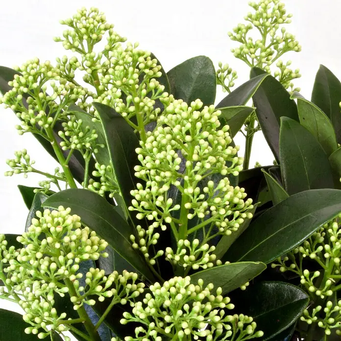 Piardino Japanische Fruchtskimmie - Skimmia japonicus 'White Dwarf', Topfgröße: 13 cm, Weiß - Detailaufnahme