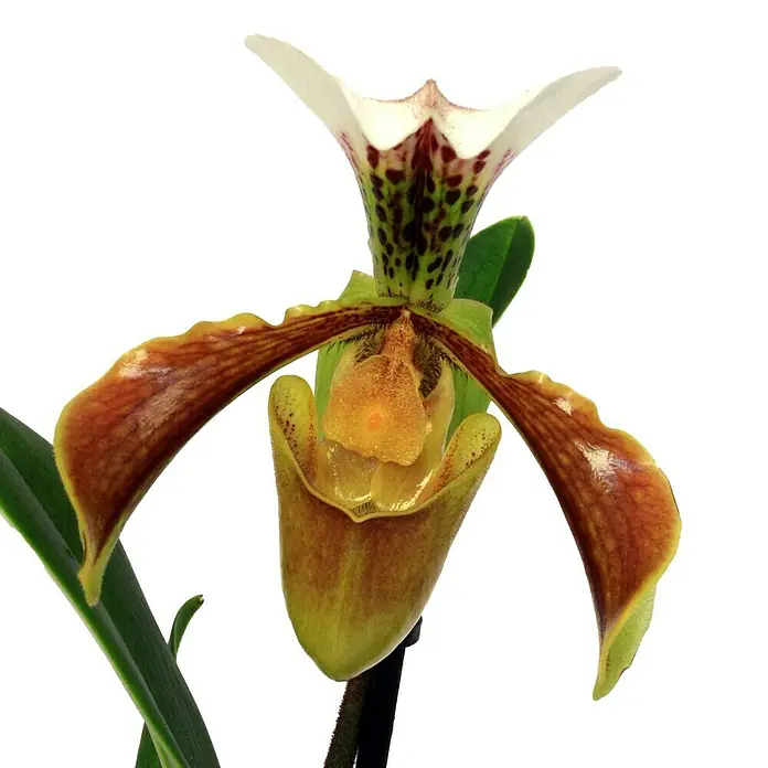 Piardino Zapatito de Venus - Paphiopedilum, Tamaño de maceta: 12 cm, Multicolor - Primer plano