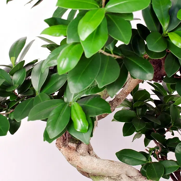 Piardino Chinesische Feige - Ficus microcarpa Ginseng, Topfgröße: 27 cm, Aufrecht - Detailaufnahme