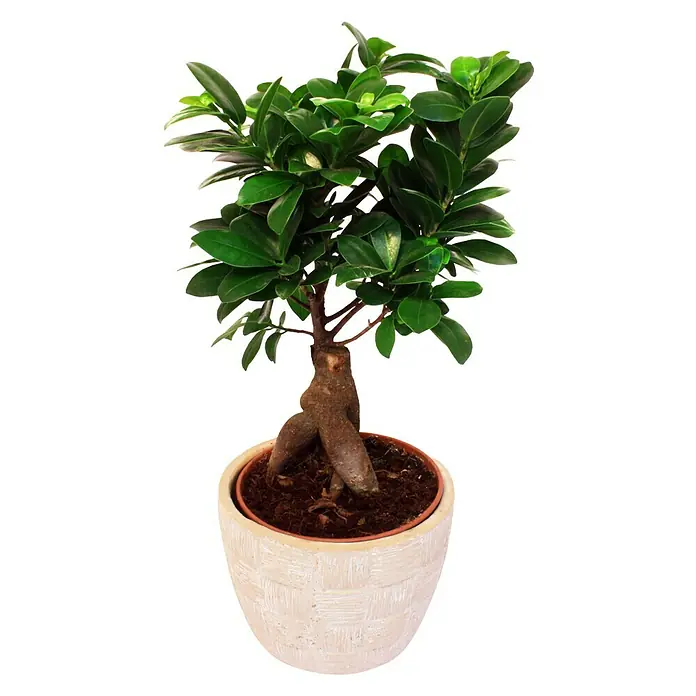Piardino Chinesische Feige - Ficus microcarpa Ginseng, Topfgröße: 15 cm - Vorderansicht