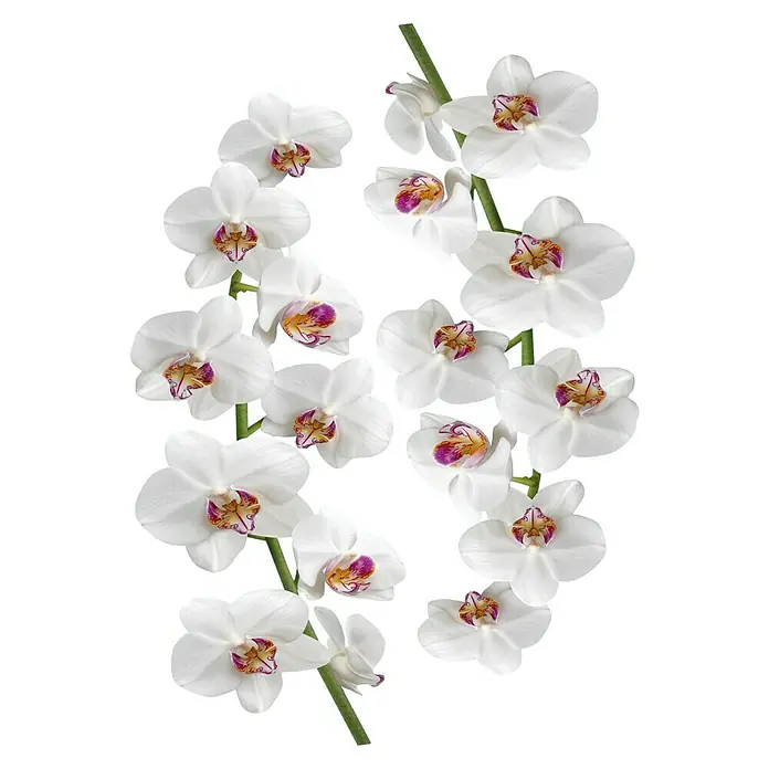 Wandtattoo - Orchidee, 48 x 68 cm - Ansicht von oben