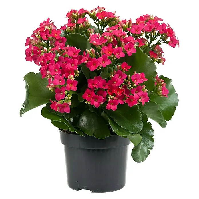 Piardino Flammendes Käthchen - Kalanchoe blossfeldiana, Topfgröße: 10,5 cm, Lila - Vorderansicht