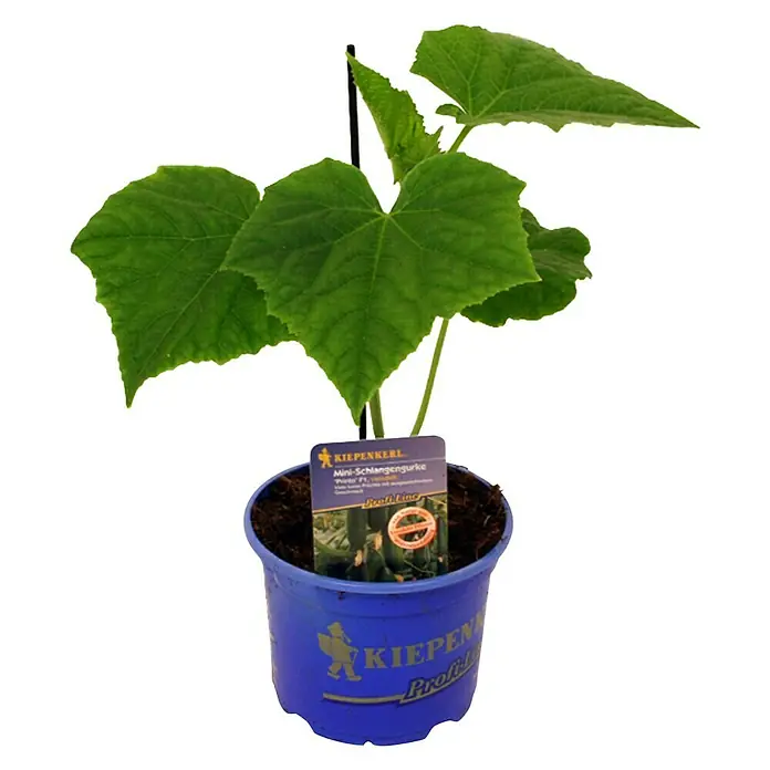 Piardino Schlangengurke - Cucumis sativus Gambit F1, 12 cm, Erntezeit: August - Oktober - Vorderansicht