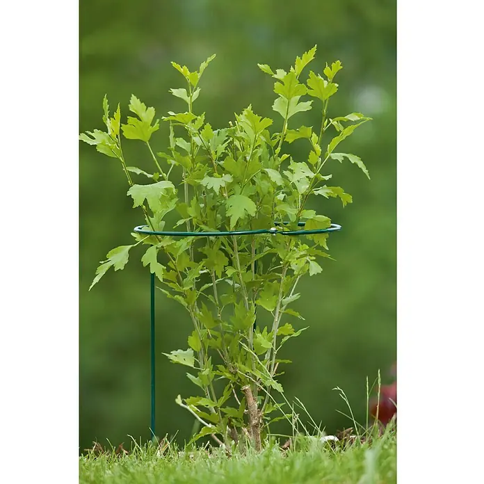 Windhager Staudenstütze flexibel - Ø x H: 30 x 70 cm, Rund, Grün