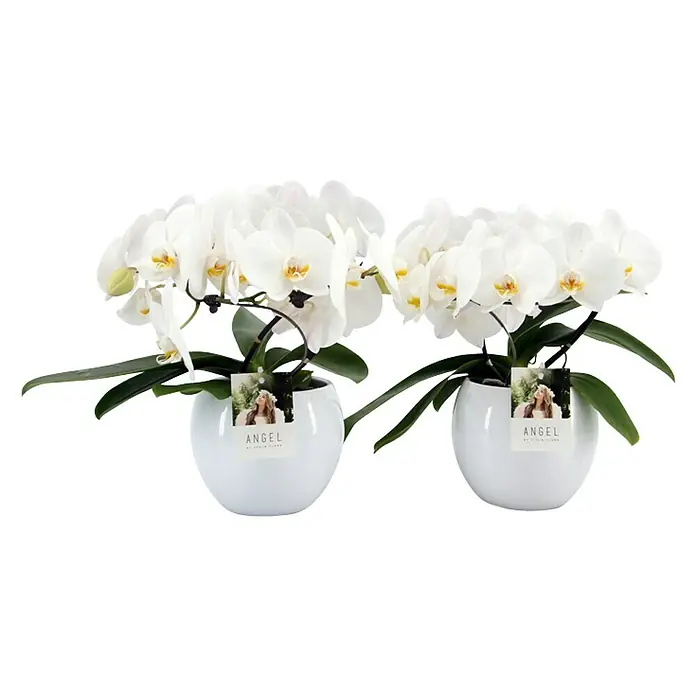 Piardino Schmetterlingsorchidee Angel - Phalaenopsis, Topfgröße: 12 cm, Weiß, Anzahl Triebe: 1 Stk., Aufrecht - Vorderansicht