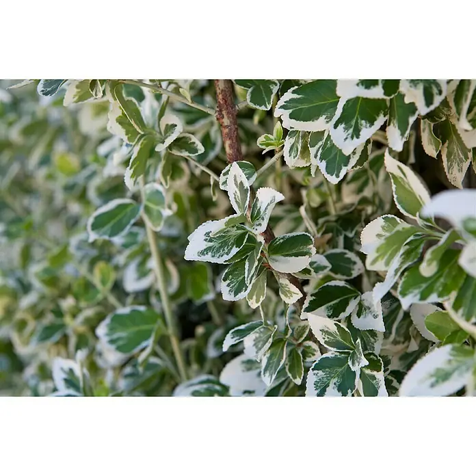 Piardino Spindelstrauch Emerald Gaiety - Euonymus fortunei Emerald Gaiety, Grün mit weißer Umrandung - Detailaufnahme