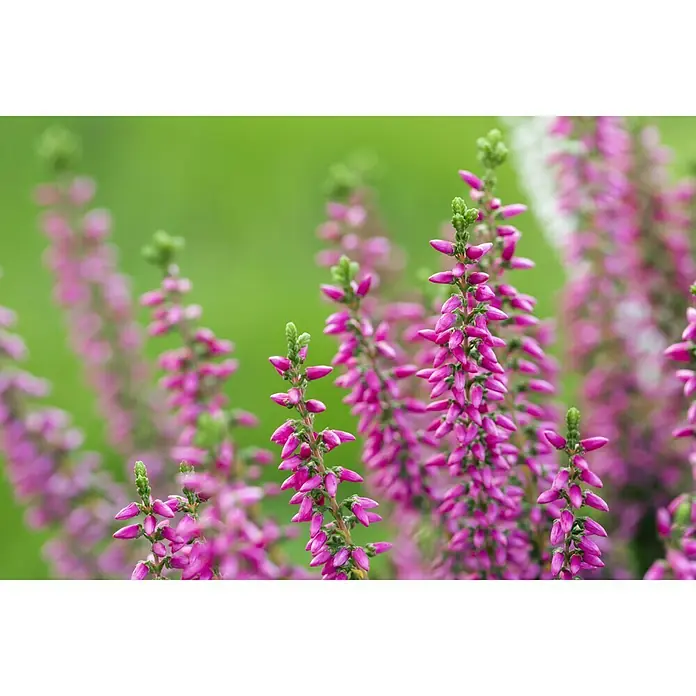 Besenheide - Calluna vulgaris Beauty Ladies Trios, Topfgröße: 13 cm, 3-farbig