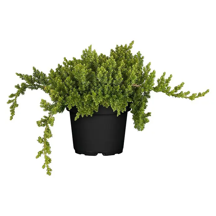 Piardino Kriechwacholder Nana - Juniperus procumbens 'Nana' - Vorderansicht
