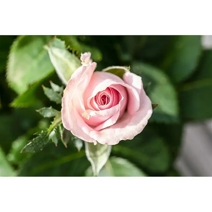 Piardino Topfrose Kordana - Rosa Kordana, Topfgröße: 11 cm, Sortenabhängig - Detailaufnahme