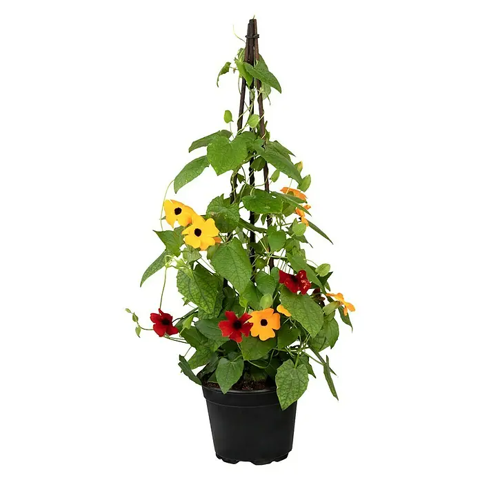 Piardino Schwarzäugige Susanne - Thunbergia alata, Pyramide, Blütenfarbe: Mehrfarbig - Vorderansicht