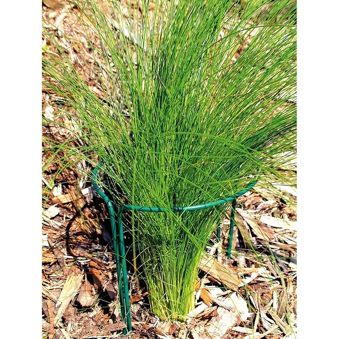Bellissa Pflanzenstütze - 2 Stk., Geeignet für: Blumentöpfe Ø 12 bis 20 cm, L x B: 25 x 10 cm - Stimmungsaufnahme
