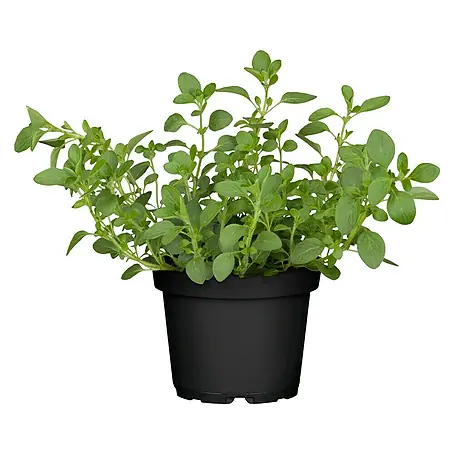Piardino Bio Oregano Bio