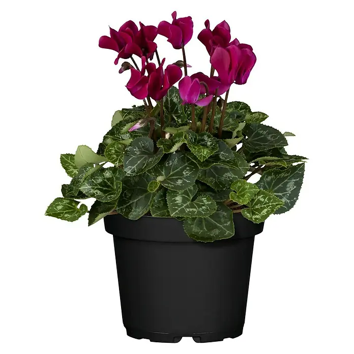 Piardino Zimmer-Alpenveilchen Midi Outland - Cyclamen persicum, Topfgröße: 10 cm, Blütenfarbe: Sortenabhängig - Vorderansicht