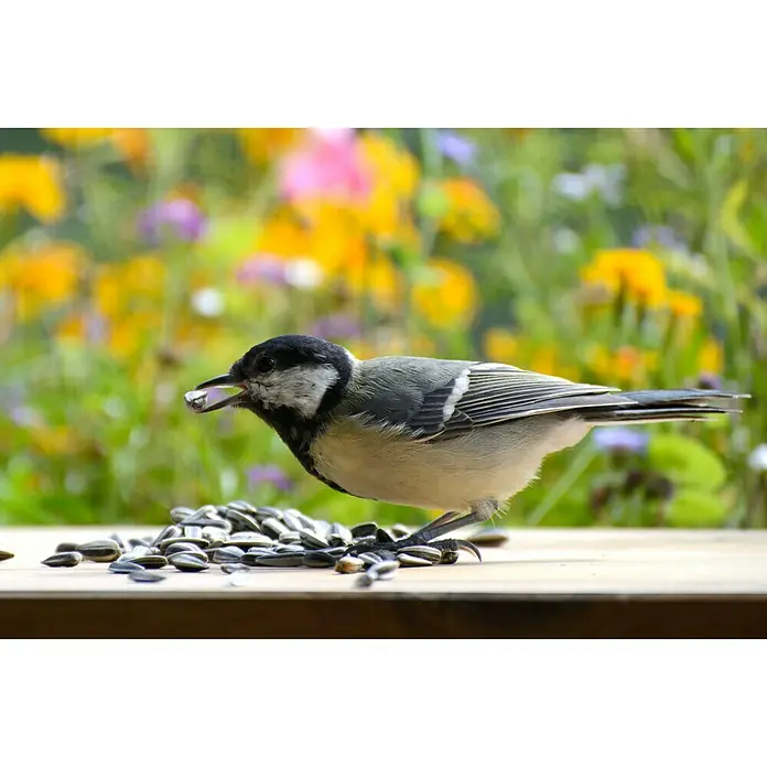 Dobar Wildvogelfutter - 20 kg, Geschält - Stimmungsaufnahme