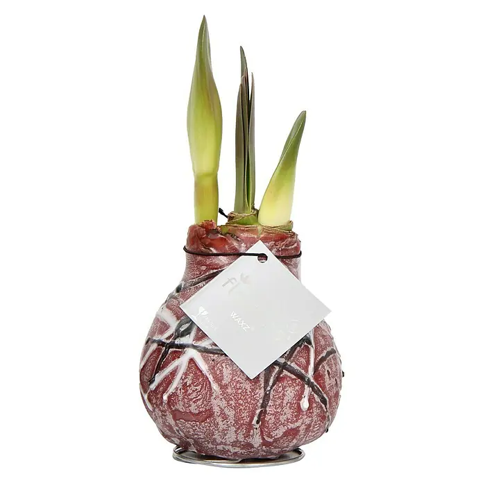 Piardino Amaryllis Waxz® van Gogh - Hippeastrum x Hybrid, Blütenfarbe: Rot, Rot/Braun/Weiß - Vorderansicht
