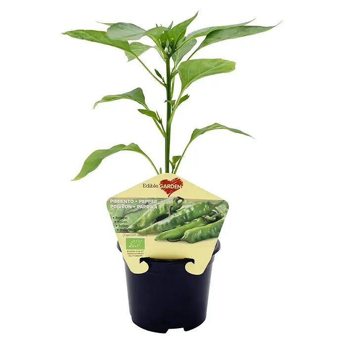 Pimientos italianos - Capsicum annuum, 10,5 cm