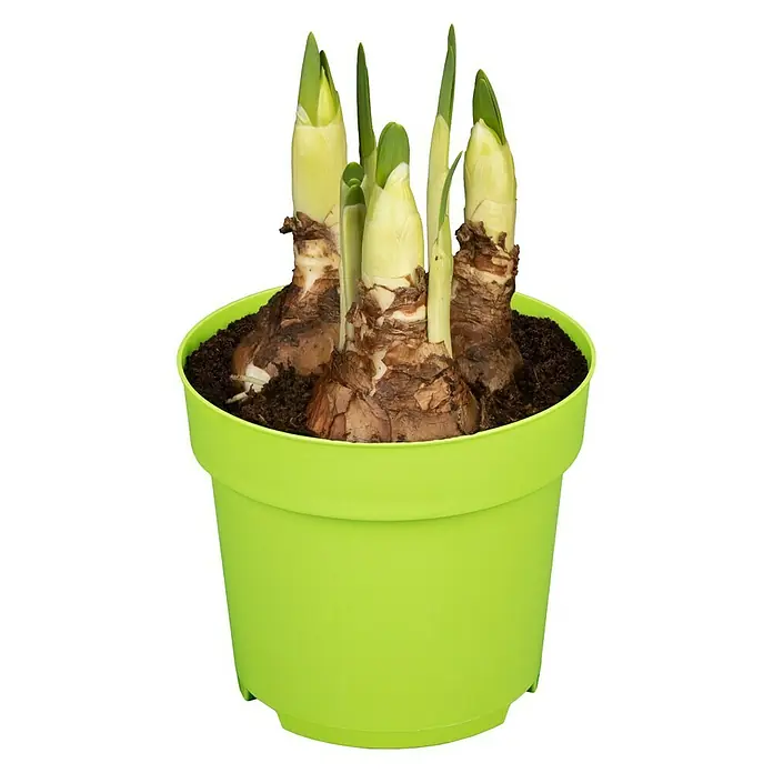 Piardino Frühlingsblumenzwiebeln 'Bridal Crown' - Narcissus poeticus 'Bridal Crown' - Vorderansicht