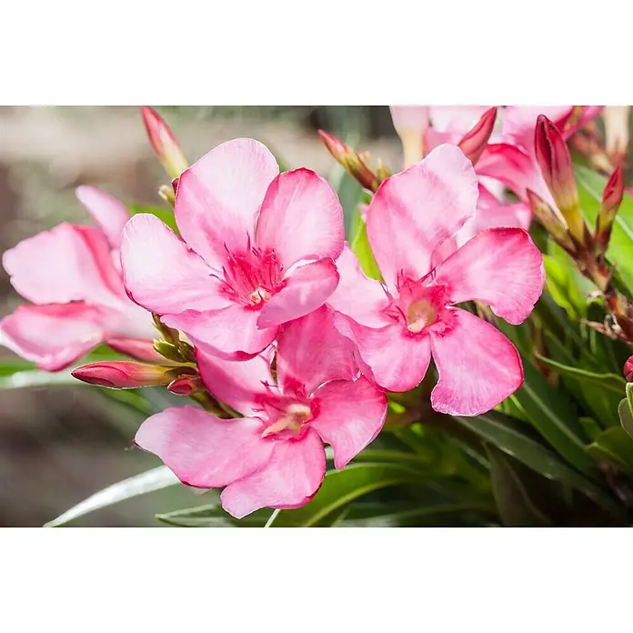 Piardino Oleander - Nerium oleander, Topfgröße: 24 cm, Blütenfarbe: Sortenabhängig - Detailaufnahme