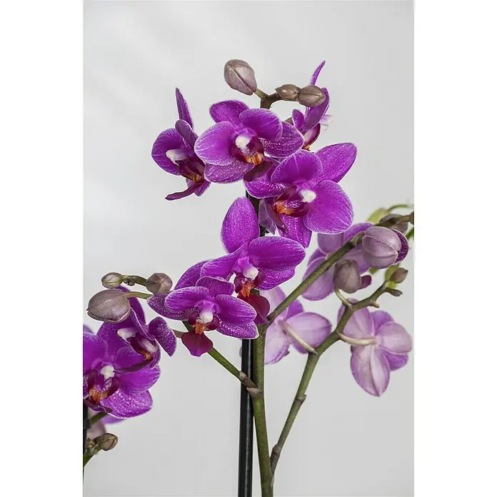 Piardino Schmetterlingsorchidee - Phalaenopsis Hybride Multiflora, Topfgröße: 12 cm, Lila, Anzahl Triebe: 2 Stk., Aufrecht - Detailaufnahme