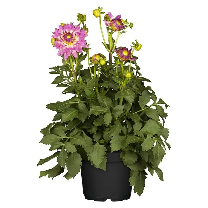 Piardino Dahlie - Dahlia, Topfgröße: 19 cm - Vorderansicht
