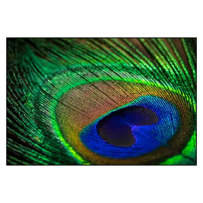 Cuadro de vidrio Turkey feathers - Plumas de pavo, An x Al: 90 x 60 cm