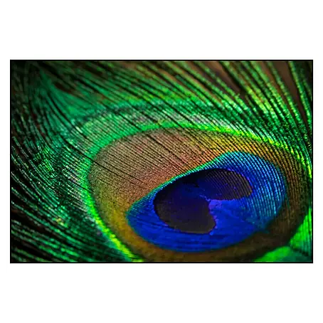 Cuadro de vidrio Turkey feathers