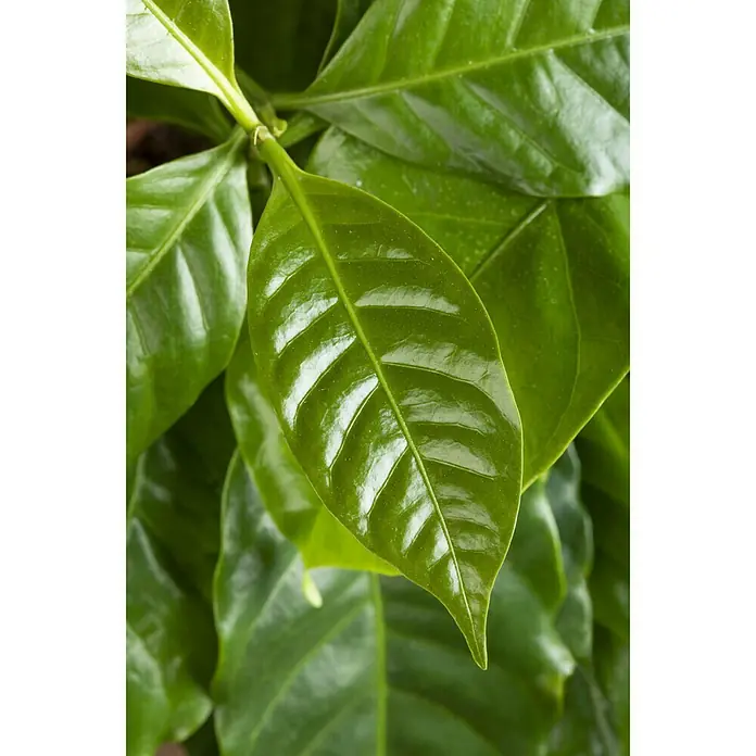 Piardino Kaffeestrauch - Topfgröße: 12 cm - Detailaufnahme