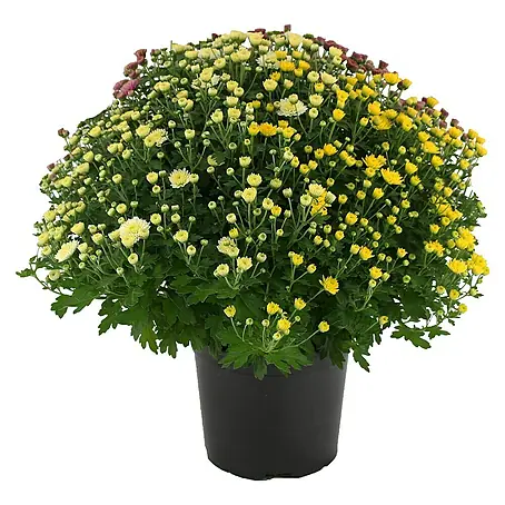 Piardino  Multiflora-Chrysantheme