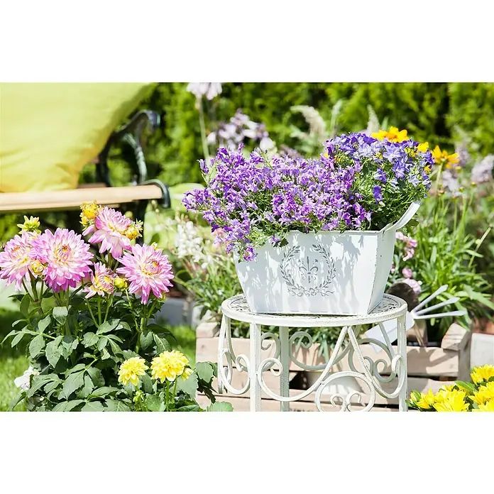 Piardino Polsterglockenblume - Campanula porscharskyana, Violett - Stimmungsaufnahme