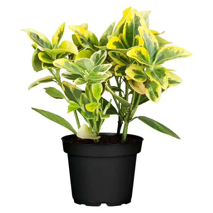Piardino Spindelstrauch Emerald Gold - Euonymus fortunei 'Emerald Gold', Gelb/Grün - Vorderansicht
