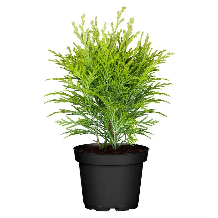 Piardino Tuya occidental - Thuja occidentalis 'Smaragd' - Vista frontal
