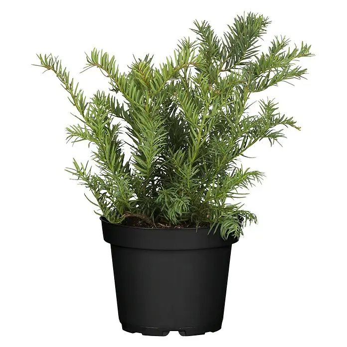 Piardino Heimische Eibe Repandens - Taxus baccata 'Repandens' - Vorderansicht