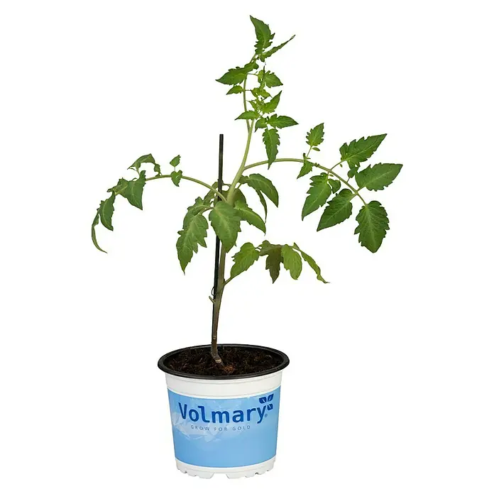 Piardino Tomate Tuma® Red - Solanum lycopersicum 'Tuma® Red', 12 cm, Erntezeit: Juli - Oktober - Vorderansicht