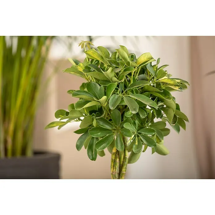 Piardino Strahlenaralie - Schefflera arboricola Gold Capella, Topfgröße: 17 cm, Gelb/Grün - Detailaufnahme