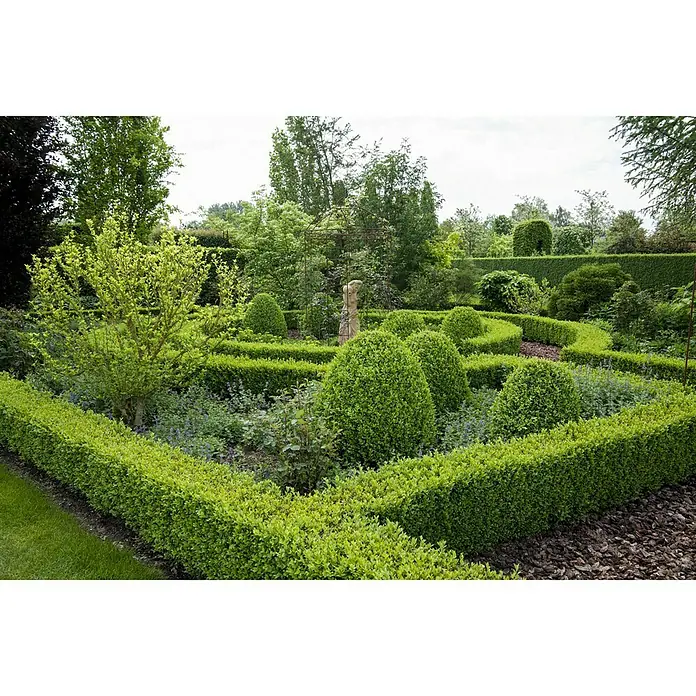 Piardino Buchsbaum - Buxus sempervirens - Stimmungsaufnahme