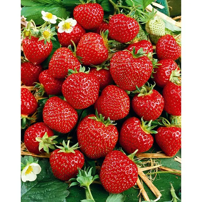 Piardino Erdbeere Senga Sengana - Fragaria x ananassa, 8 Stk., Erntezeit: Juni - Juli - Detailaufnahme
