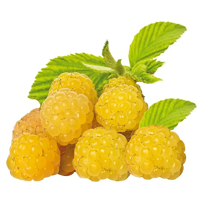 Piardino Himbeere Golden Everest - Rubus idaeus, Erntezeit: August - September - Stimmungsaufnahme