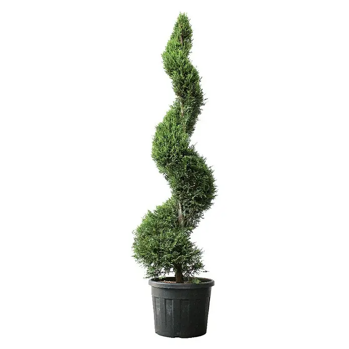Piardino Koniferen-Mix Toskana - Cupressus Sempervirens - Vorderansicht