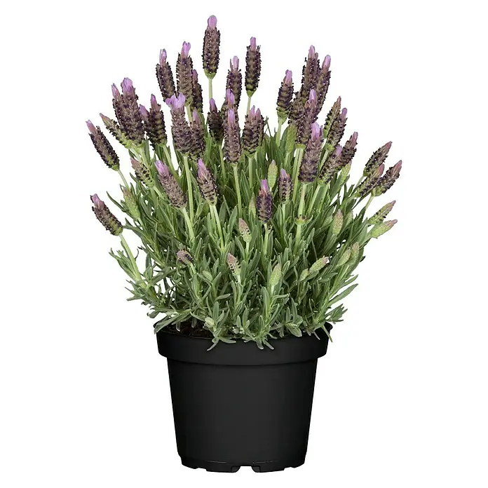 Piardino Schopflavendel - Lavandula stoechas, Topfgröße: 14 cm, Violett - Vorderansicht