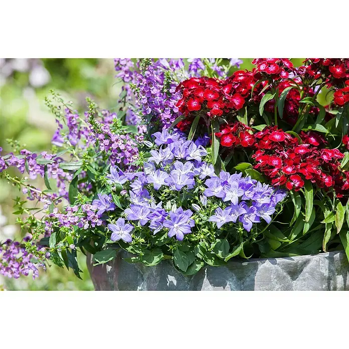 Piardino Glockenblume Ambella Purple - Campanula portenschlagiana, Topfgröße: 12 cm, Violett - Stimmungsaufnahme