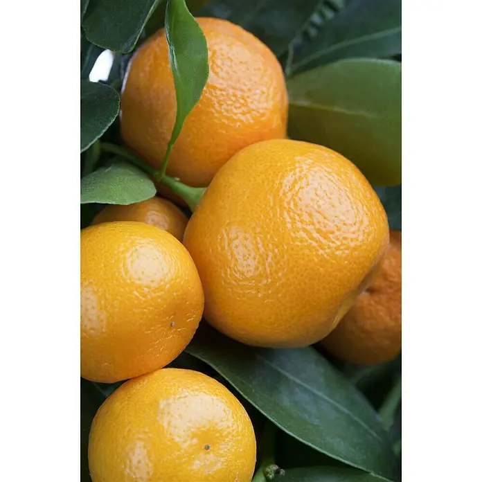 Piardino Calamondin-Orange - Citrofortunella microcarpa, Topfgröße: 20 cm - Detailaufnahme