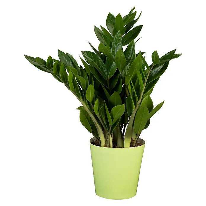 Piardino Glücksfeder - Zamioculcas zamiifolia, Topfgröße: 14 cm - Vorderansicht