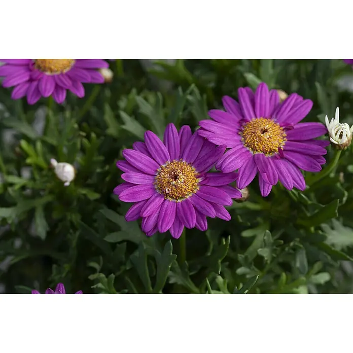 Piardino Strauchmargerite - Argyranthemum frutescens, Sortenabhängig - Detailaufnahme