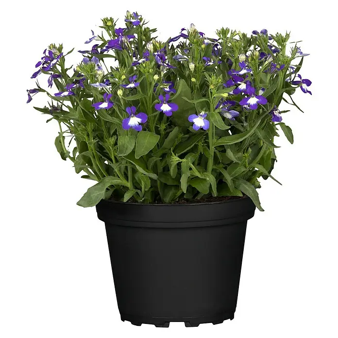 Piardino Lobelie - Lobelia erinus, Blütenfarbe: Blau - Vorderansicht